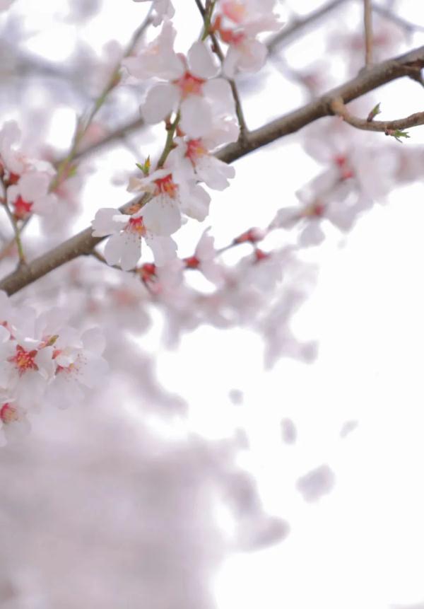 人間桃花源！林芝桃花有多絕？