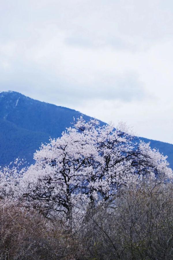 人間桃花源！林芝桃花有多絕？