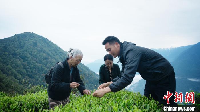 圖為銀發(fā)旅游體驗(yàn)團(tuán)兩位老人體驗(yàn)采茶?！∥鞑貙ｍ?xiàng)旅游協(xié)會供圖