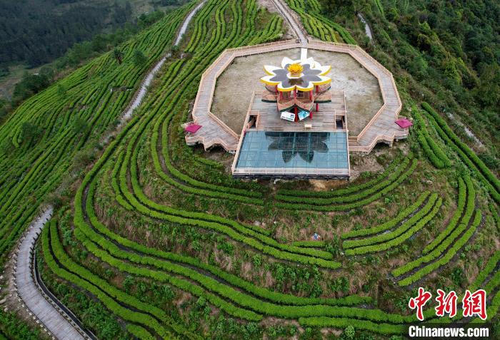 圖為西藏林芝市墨脫縣背崩鄉(xiāng)格林村山頂?shù)木坝^茶園。(無人機照片) 李林 攝