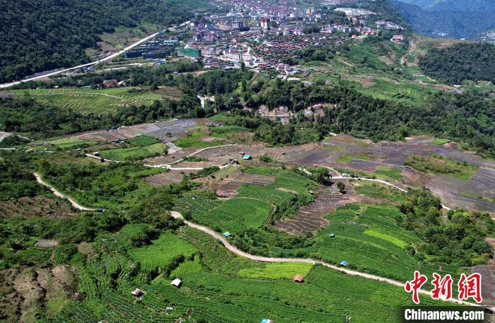 圖為西藏林芝市墨脫縣城附近的茶田。(無人機照片) 李林 攝