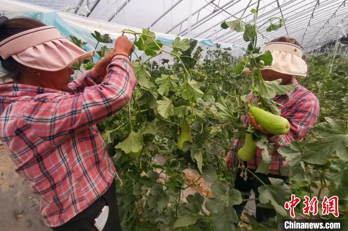 工作人員打理高原溫室大棚?！⒔ㄜ?攝