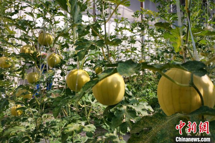 圖為康馬縣大棚內(nèi)的金太陽西瓜。　劉建軍 攝
