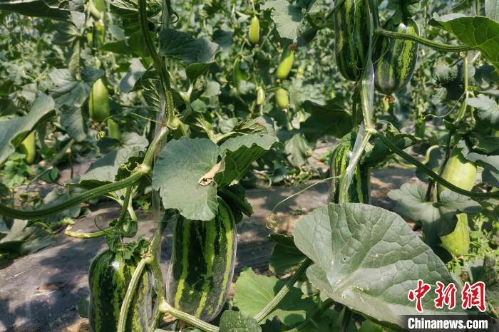 圖為西藏康馬縣大棚內(nèi)的博洋九號甜瓜。　劉建軍 攝