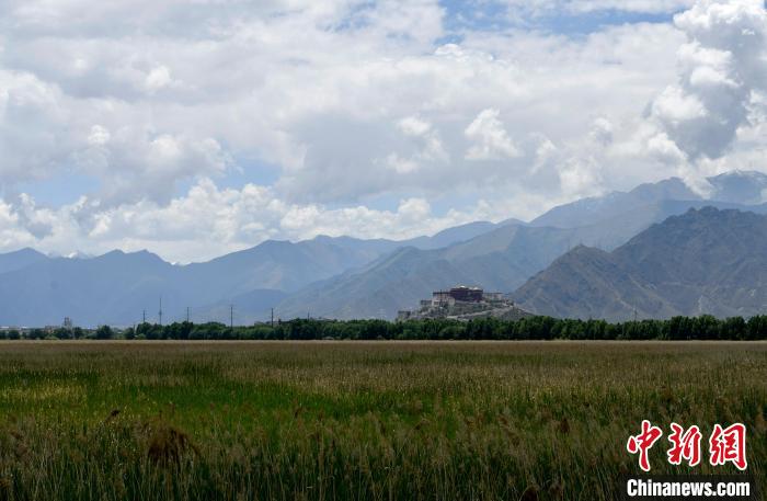 圖為6月22日，西藏拉薩拉魯濕地?！±盍?攝