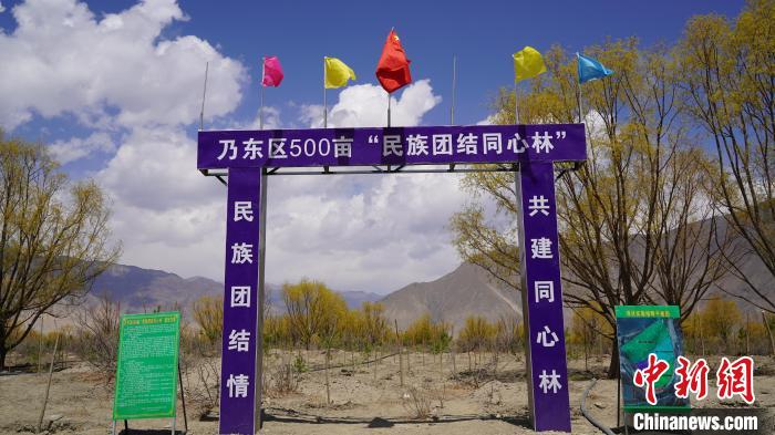 圖為“民族團結同心林”項目?！∧藮|融媒供圖