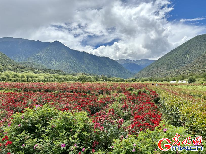 我們的家園丨工布花谷：高原花開香飄全國(guó)，產(chǎn)業(yè)經(jīng)濟(jì)增收致富