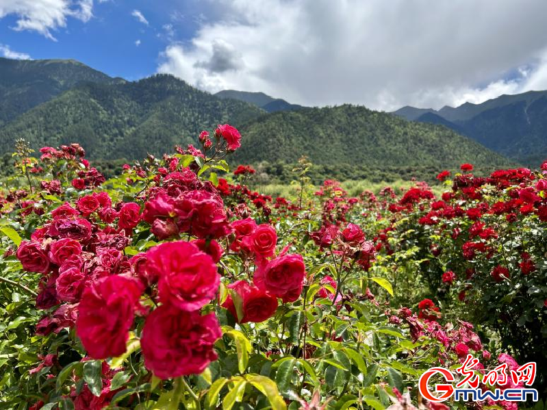 我們的家園丨工布花谷：高原花開香飄全國(guó)，產(chǎn)業(yè)經(jīng)濟(jì)增收致富