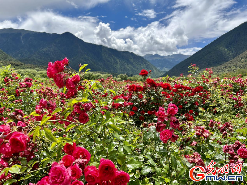 我們的家園丨【組圖】 綠水青山入畫(huà)，“金山銀山”筑起