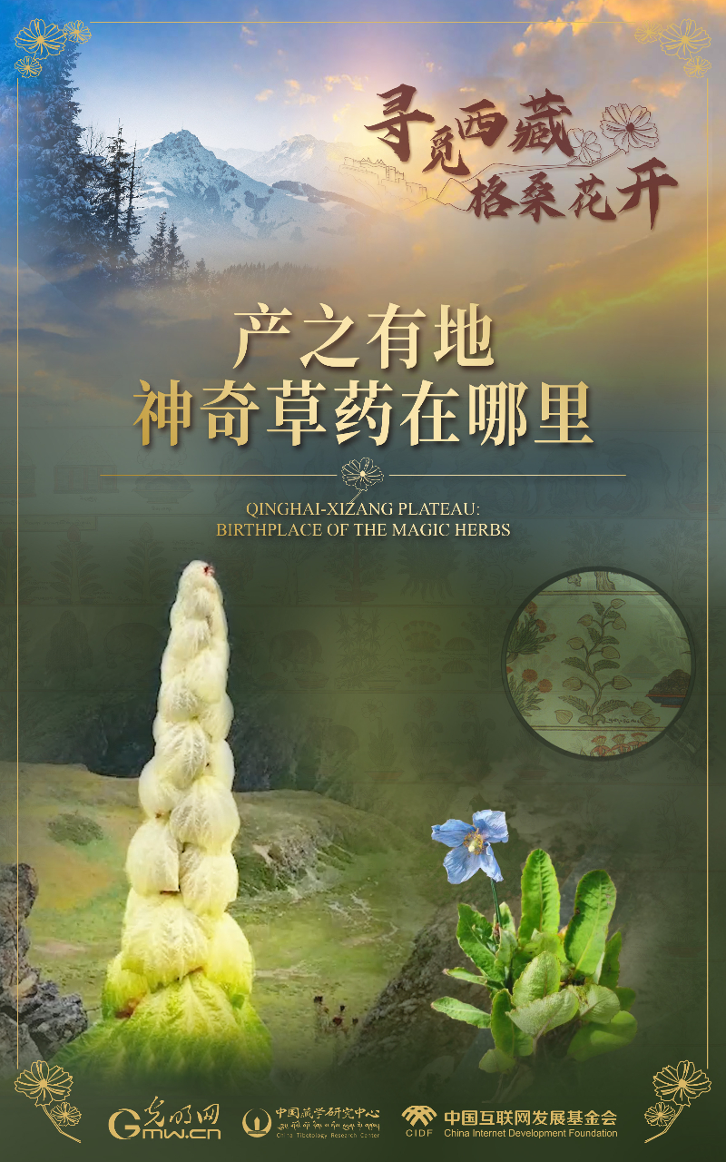 【尋覓西藏·格?；ㄩ_】產(chǎn)之有地：神奇草藥在哪里