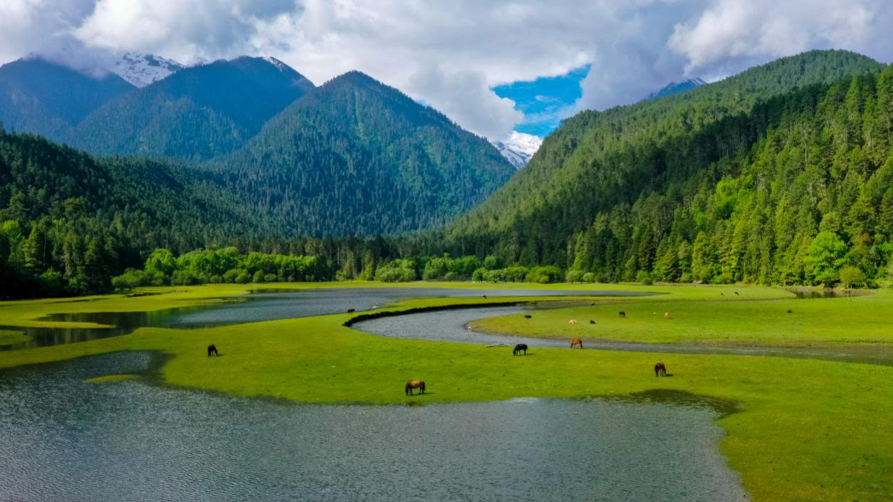 中國(guó)最美十大森林之一崗云杉林。西藏自治區(qū)旅發(fā)廳供圖