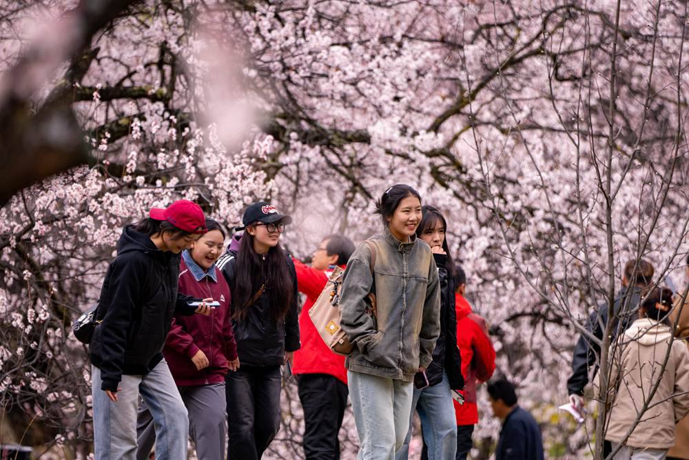 桃花盛開惹人醉，八方游客賞花來。徐馭堯攝