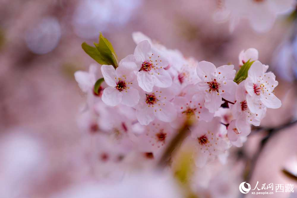 桃花盛開惹人醉。人民網(wǎng)記者 次仁羅布攝