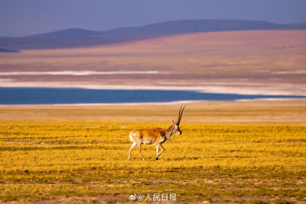 可愛壁紙上新！藏羚羊就是高原上的精靈吧