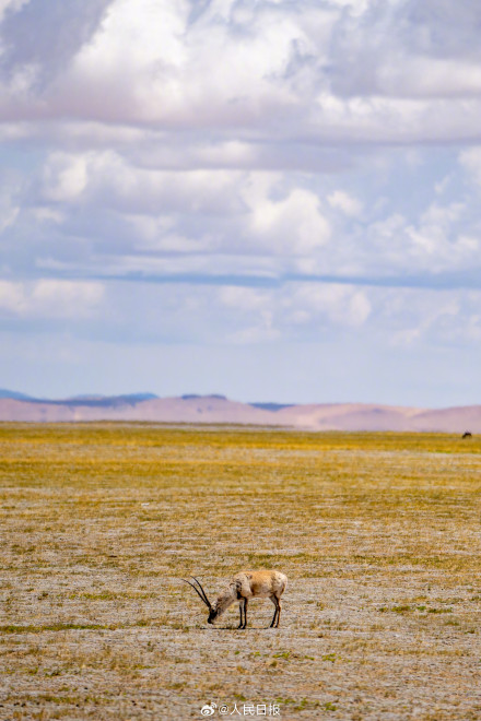 可愛壁紙上新！藏羚羊就是高原上的精靈吧