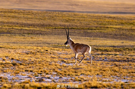 可愛壁紙上新！藏羚羊就是高原上的精靈吧