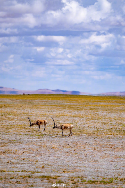 可愛壁紙上新！藏羚羊就是高原上的精靈吧