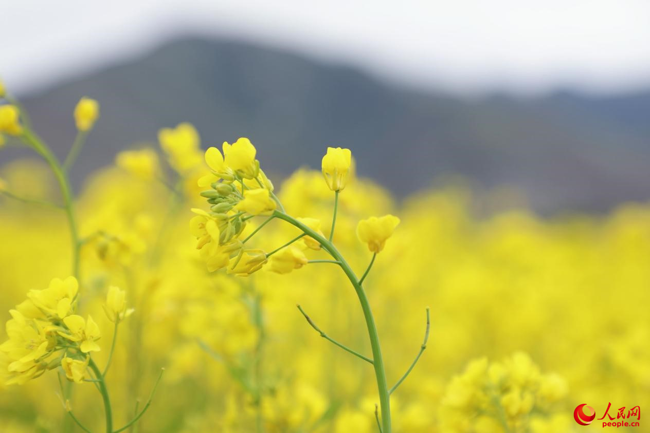 金色油菜花鋪滿大地。 人民網(wǎng) 李海霞攝