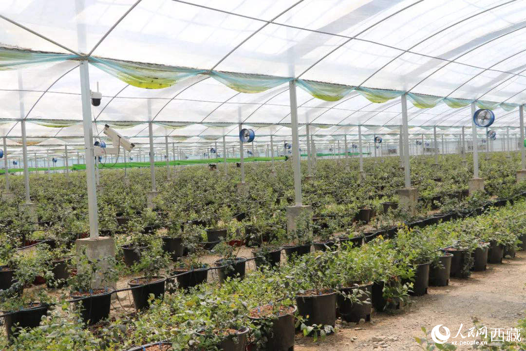 戈壁田園藍(lán)莓工業(yè)化種植基地。次仁龍布攝