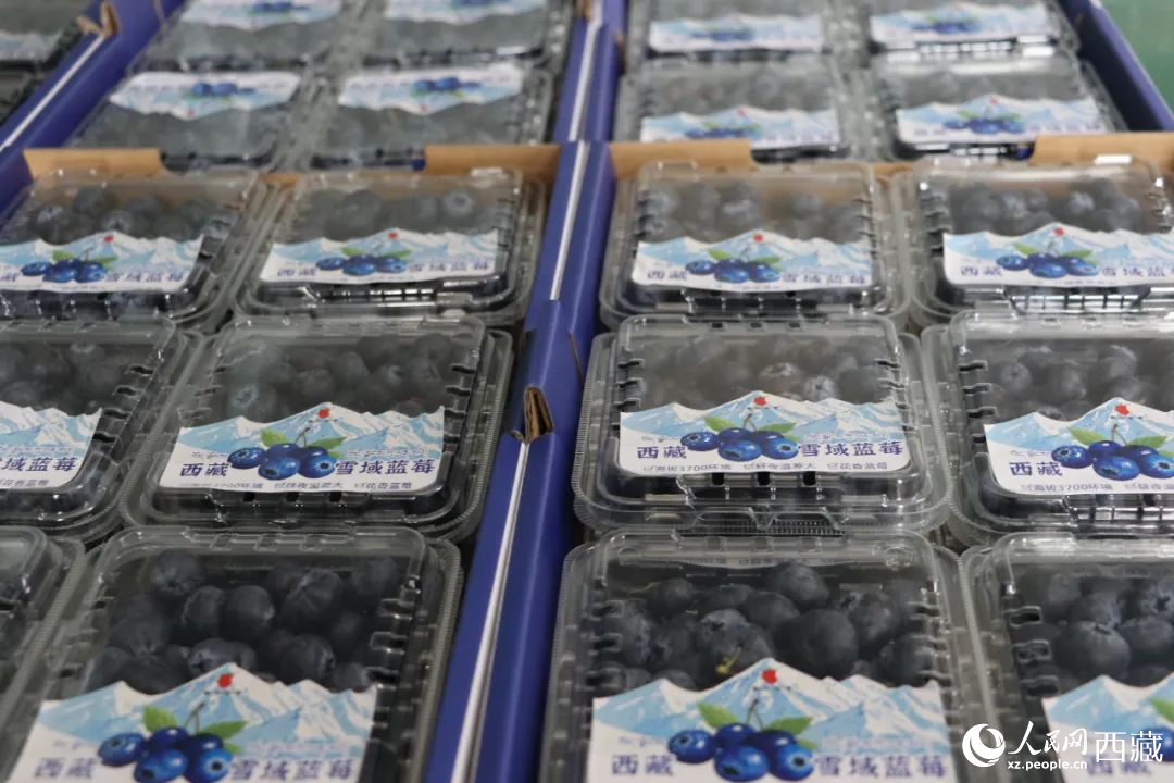 包裝好的藍(lán)莓。次仁龍布攝