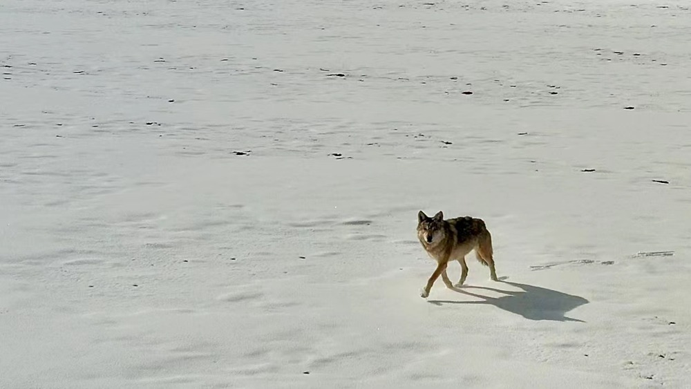 雪地里的阿里“狼”。