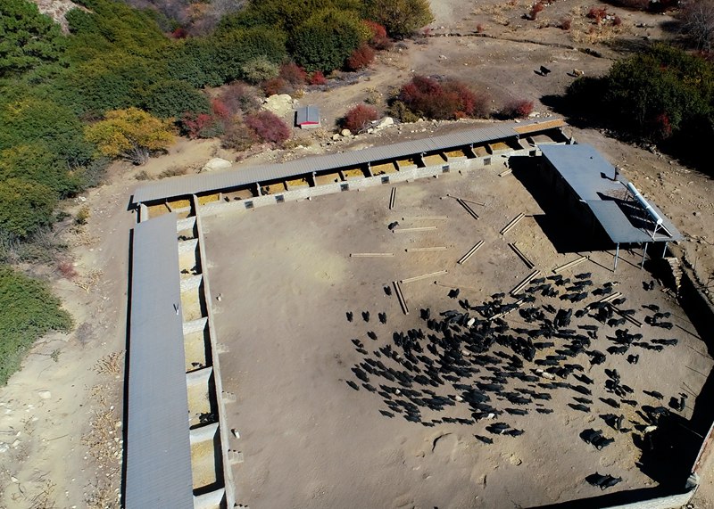 麥村藏香豬養(yǎng)殖基地。